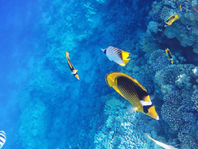 越南-芽庄5晚6天游 珍珠岛,特色芽庄梦幻秀,法