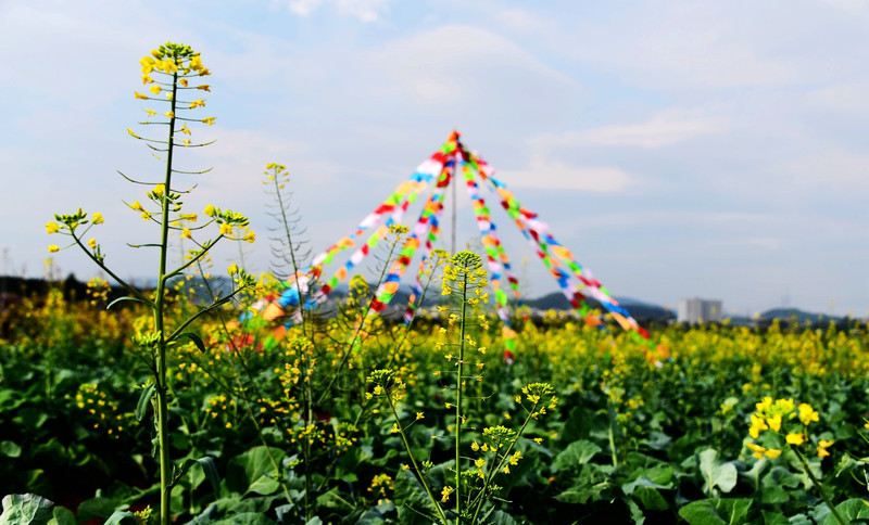 深圳後花園醉美油菜花