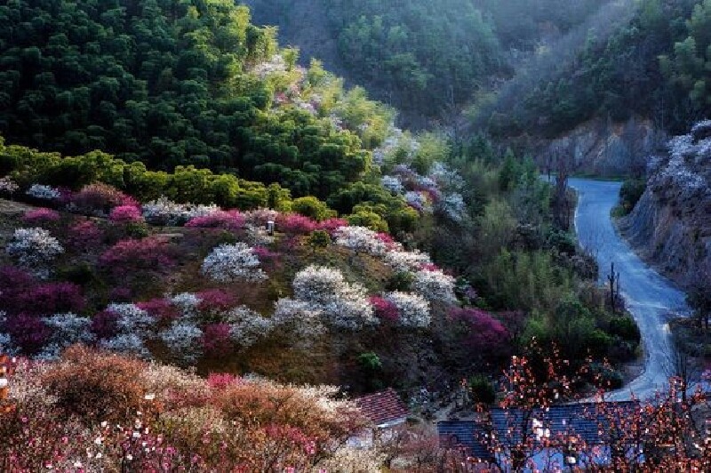 安吉杭垓的梅花