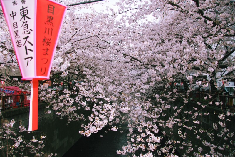 中目黑善树,_大山谷图库