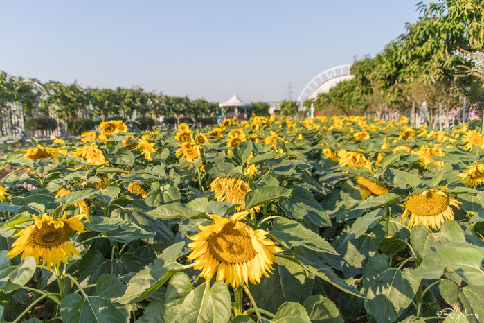 這裡永遠花開爛漫|.探遊廣州百萬葵園