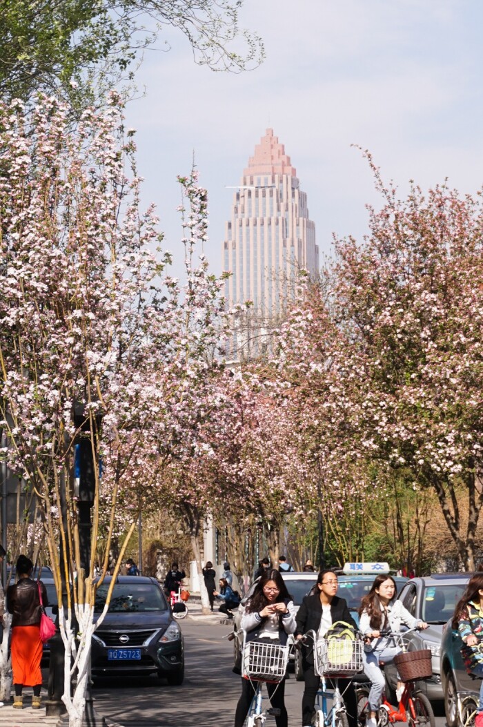 【天津】最美人间四月天,清明海棠花开记
