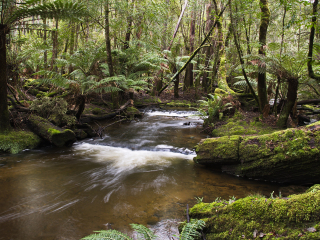 塔斯马尼亚皇家植物园