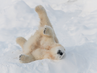 拉努阿野生动物园
