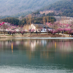 中国 张家港香山 梅花