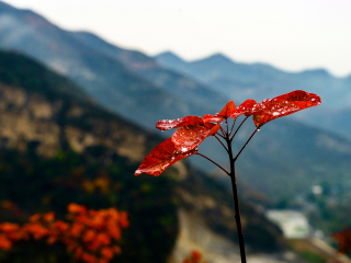 坡峰岭
