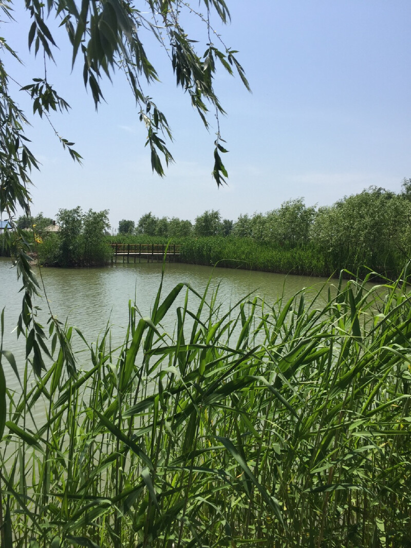   高邮湖芦苇荡湿地公园