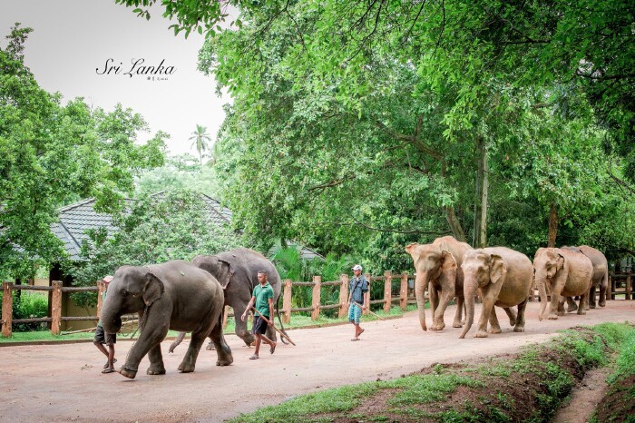 终于等到大象们从河边归来,看着他们满心欢喜的样子,迈着欢快的步伐