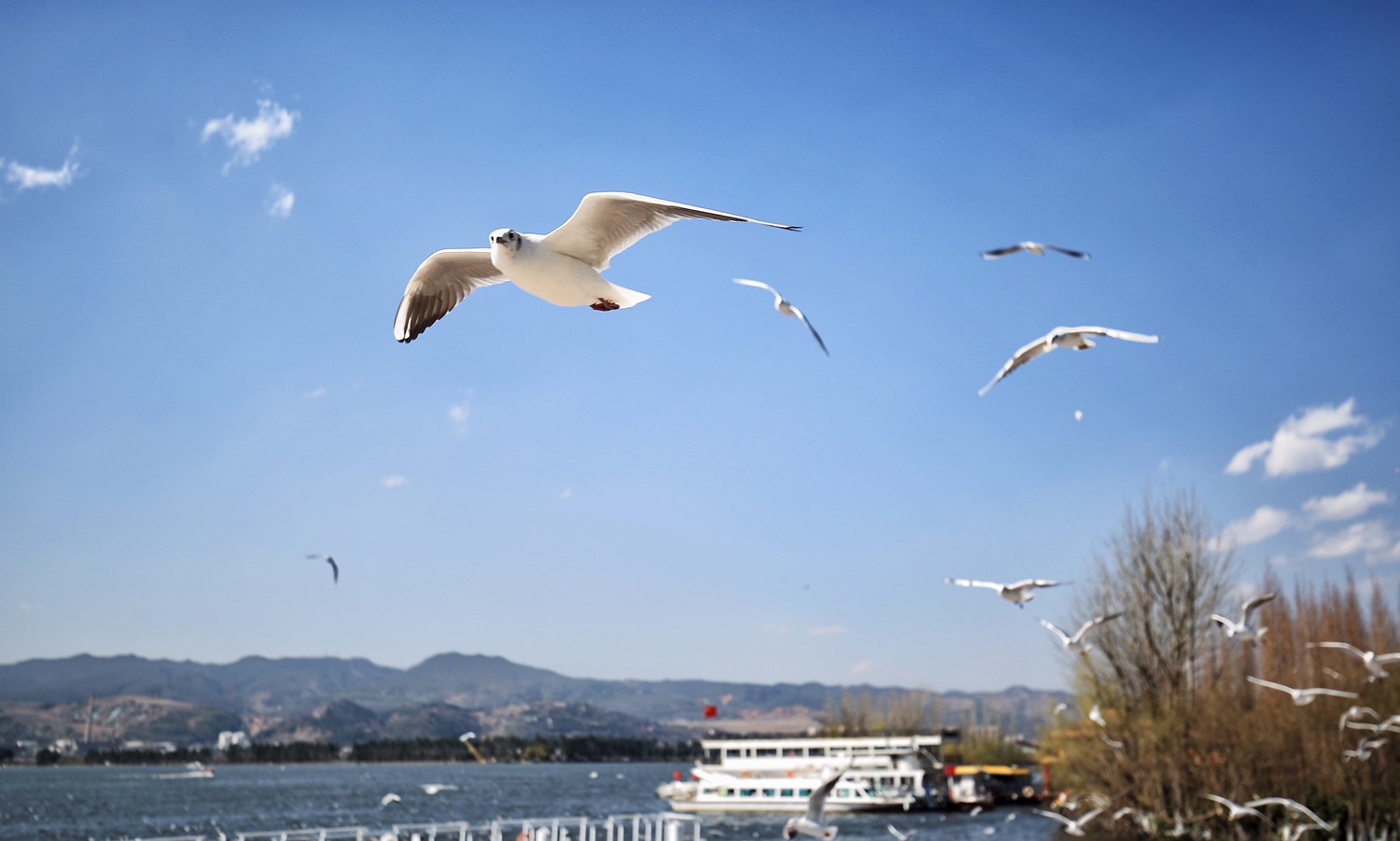 滇池的海鸥【多图】_滇池游记_途牛