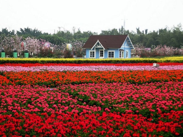  广州百万葵园1日游>赏向日葵,玫瑰花,薰衣草等七彩花田,游玩时间充足