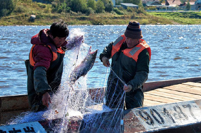 黑龙江大马哈鱼多少钱一斤抚远渔民乌苏里江现场捕捞大马哈鱼