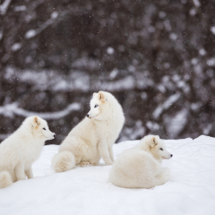 Artic fox family sitting alert in the frozen north of Quebec, Canada.
