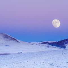 冬季草原上的奔马