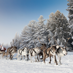 Santa Claus riding in sleigh and driving his harness of reindeer in the fairy winter forest.