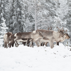 reindeer in its natural environment in scandinavia