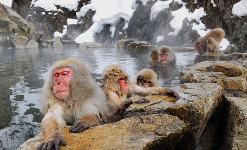 连猴子都禁不住诱惑去泡的温泉你想知道在哪吗