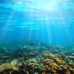 Underwater coral reef on the red sea