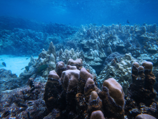 兰卡威水底世界