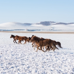 冬季乌兰布统雪原上奔跑的马