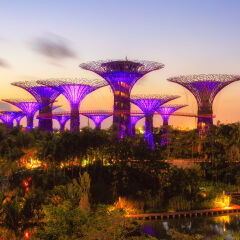 Singapore Supertrees and Skywalk in Gardens by the bay
