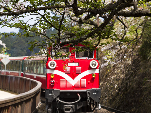 阿里山櫻花小火車