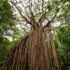 Curtain Fig Tree at Atherton Tableland, Tropical North Queensland, Australia