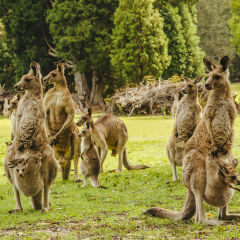 Australia, New South Wales, kangoroos, some with joey (Macropus giganteus) on meadow