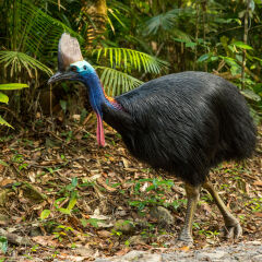 Southern Cassowary