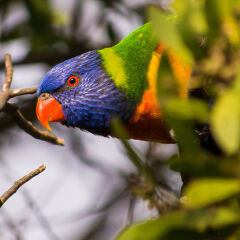 Rainbow Lorikeet