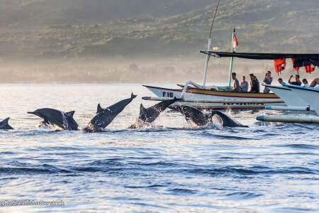 <巴厘岛机票+当地6或7日游>纯玩不购物，2到8人小包团，丛林半山园景别墅，罗威纳梦幻追海豚，圣泉寺，水神庙，给你不一样的巴厘岛