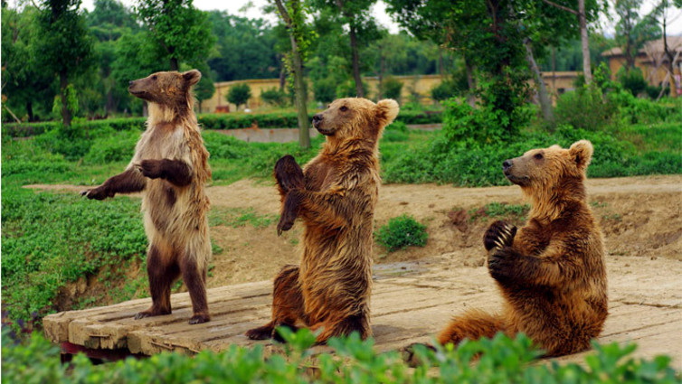 【動物世界】淹城野生動物園成人門票 2席