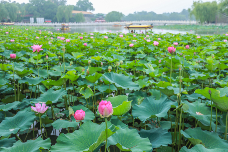 荷塘月色,花开半夏—关于帝都的夏天记忆