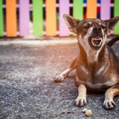 Angry Dog.