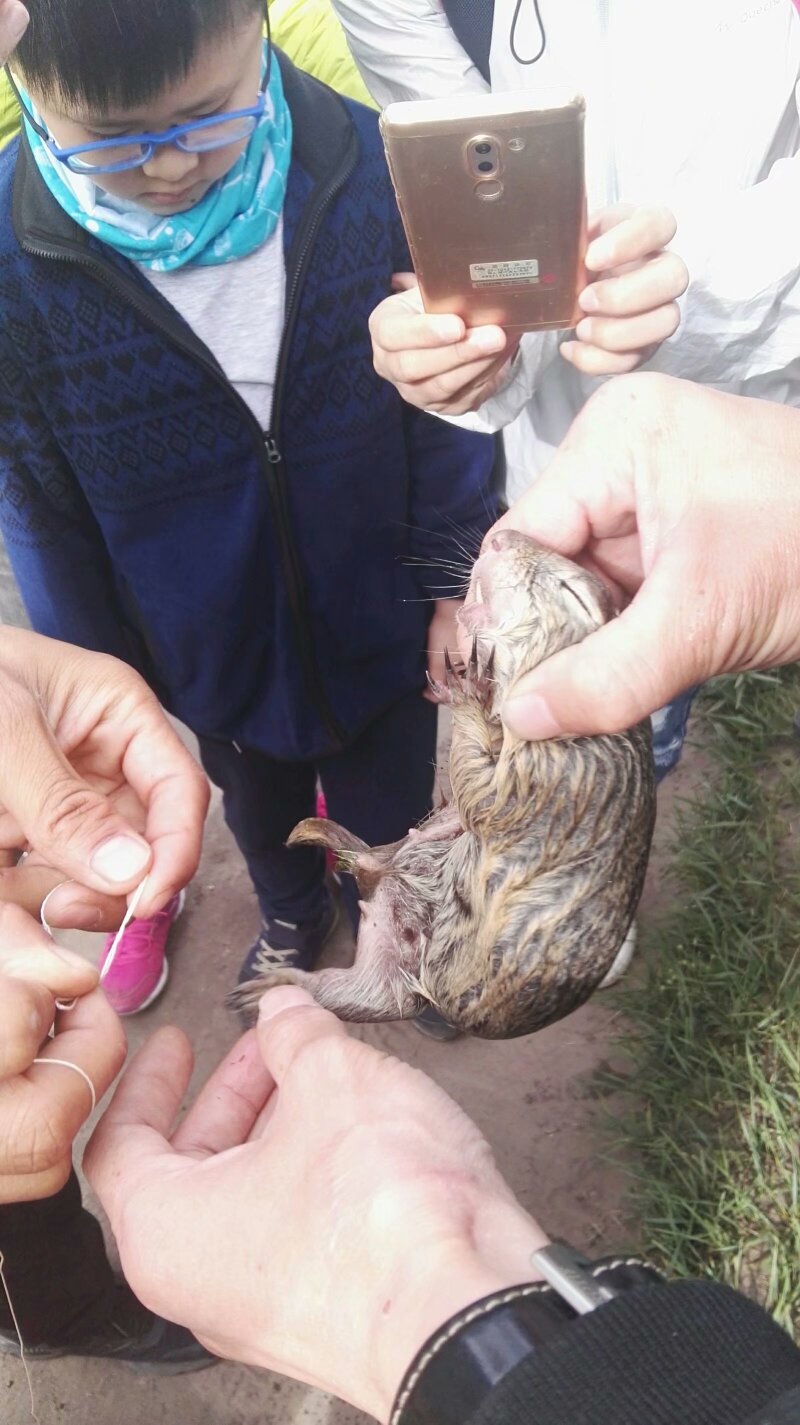 最令人惊奇的是徒手抓老鼠,还没等