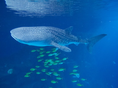 深圳-珠海长隆海洋王国1日游 纯玩无购物 含海