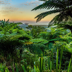 Mount Alexandra Lookout at Daintree rainforest