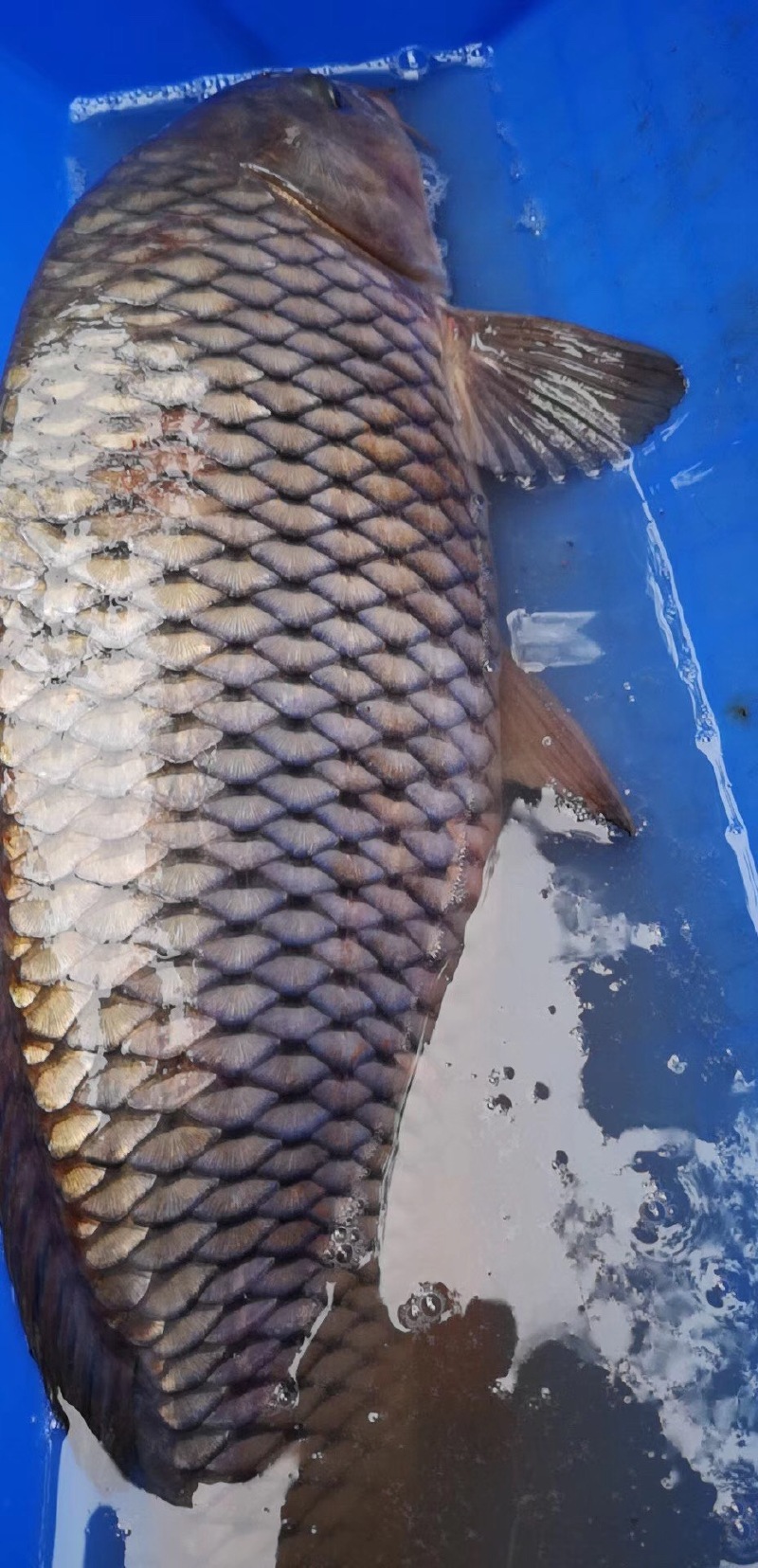 原耕部落钓大鱼鱼乐的心情钓起来