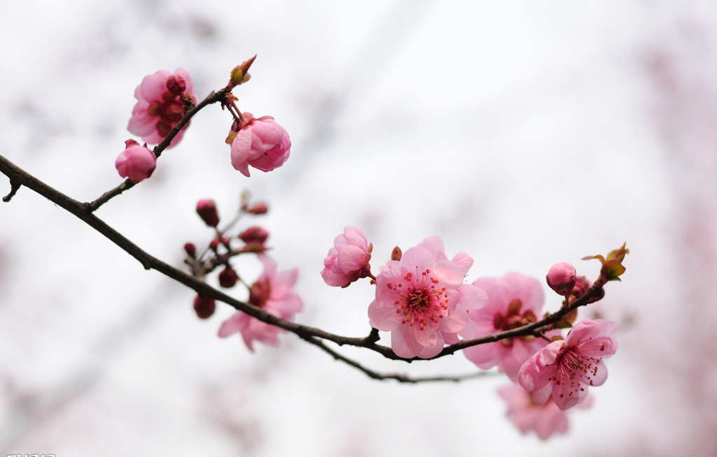 三月梅花绽放 不赏花岂不白瞎【途牛首发】