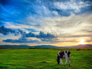 呼伦贝尔大草原