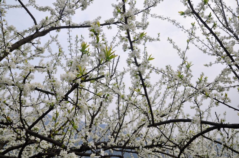 三月李花纵情放似雪飞临一树白