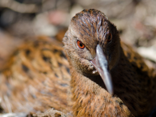 雷奇欧拉国家公园