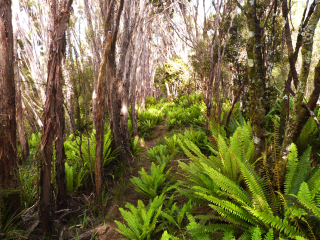 雷奇欧拉国家公园