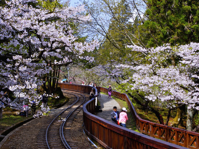 台湾,嘉义,阿里山国家风景区,