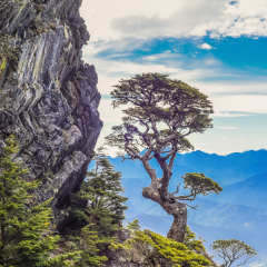 Beautiful and Famous Taiwan Hemlock on The Wuling Quadruple Mountains Trail, Shei-Pa National Park, Taiwan