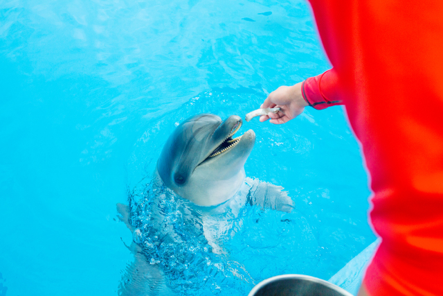 长夏一梦---这个暑假,是从与海豚的约会开始的
