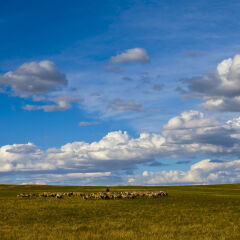 内蒙古希拉穆仁草原