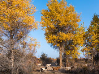 塔里木胡杨林公园