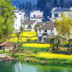 Landscape of  Wuyuan County with Yellow oilseed rape field and Blooming canola flowers in spring. It nears Yellow Mountain. It's very quiet. People refer it to as the most beautiful village of China.