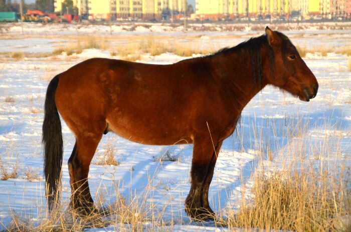 拍完早上的日出,和家人一起吃过早饭,我们前往巴里坤湖巴里坤湖,古称