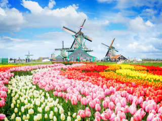 2015荷兰郁金香花卉节